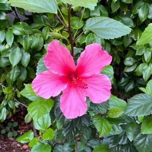 Meet your Posher, Myra